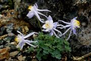 Aquilegia scopulorum